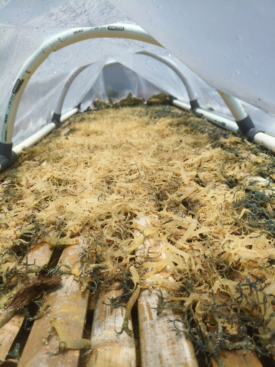 Sausage drying infrastructure for seaweed in Nusa Lembongan